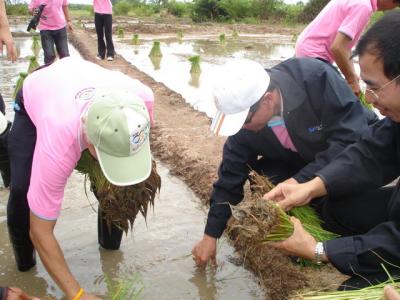 Hommali 105 Rice was grown on the 0.4 acre salinity land for demonstration