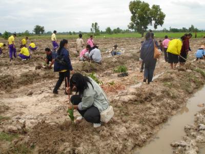 Hommali 105 Rice was grown on the 0.4 acre salinity land for demonstration